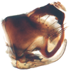 Pygofer, lateral view on Bhatiahamus flabellatus (Shang & Shen, 2006): Pygofer, lateral view. (Observation).