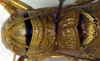 CollectionObject 1500223; 874cd196-93e1-480c-8361-96ea2277c1a4, DORSA BTephapuHTM: male pronotum, dorsal view (holotype). (CollectionObject).