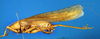 CollectionObject 1505294; 45a50adc-f0b6-4ce2-b479-f8cd25f2aa09: male, lateral view (holotype). (CollectionObject).