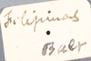 CollectionObject 1535382; 65d54b84-d666-4394-8bac-7811dfe79f9f, MNCNCat. Tipos No 52: label (lectotype). (CollectionObject).
