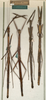 CollectionObject 1559257; NMW 515', 5ffa1937-bc38-41af-acf1-00dd5a0f7e97: copyright NMW, Vienna. female of synonym Carausius excelsus (syntypes). (CollectionObject).