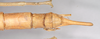 CollectionObject 1558980; 9ce04cf2-0fdf-46a7-a999-2ee5ae1f702f: copyright Natural History Museum, London. female: end of abdomen, dorsal view (syntype). (CollectionObject).;CollectionObject 1558981; 1d8be626-f38d-4f0e-9cc5-abf9cf7fbfdf: copyright Natural History Museum, London. female: end of abdomen, dorsal view (syntype). (CollectionObject).