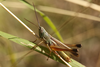 FieldOccurrence 3717; e9340427-f497-44a3-8b50-2071415de79a; Argentina: San Luis: Ayacucho
Camino a Santa Barbara, 2021/04/24: (FieldOccurrence).