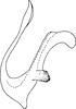 Aedeagus, lateral view on Empoascanara (Empoascanara) conchata Song & Li, 2013: (Observation).