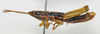 CollectionObject 1540623; c9aa75d2-ecc1-4e20-a9d8-1024a94624d8: male, lateral view (lectotype). (CollectionObject).