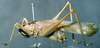CollectionObject 1506479; 3df8eba4-a566-48bf-83f4-a60b75cc38e5: male, lateral view. (CollectionObject).