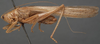 CollectionObject 1594719; 2ffdc3f2-ca5e-4a9d-9662-7a19607fab1c: male, lateral view (paratype). (CollectionObject).