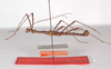 CollectionObject 1560169; e33244d8-5110-45f7-8764-697dc8255d87: copyright ZMB, Berlin. male, lateral view (holotype). (CollectionObject).