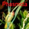 Phasmida Species File