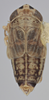 Habitus, dorsal view on Athysanella (Amphipyga) valla Blocker, 1990: Dorsal - Male. (Observation).