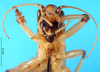 CollectionObject 1502288; f4dba66e-d744-447c-9ff2-89fcfba7f4d3: female, frontal view. (CollectionObject).
