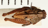 CollectionObject 1477026; 489d2c00-1488-4161-b589-a06e50923a8d: male, dorsal view (holotype). (CollectionObject).