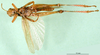 CollectionObject 1501941; a161c69f-912d-4df6-939b-fe370270a773: male, ventral view (paratype of Eyprepocnemis ibandana longipennis). (CollectionObject).