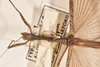 CollectionObject 1562055; c7b3f706-0afc-4d5f-b4c9-28548e119779: copyright OUMNH. female: head & thorax, dorsal view of Necroscia esacus (holotype). (CollectionObject).