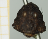 CollectionObject 1477370; c6033290-4ffa-46ad-bb21-8bc098733b77, NHMUK010924422: female (holotype), frontal view. (CollectionObject).