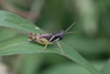 FieldOccurrence 52; 2fe76ade-8271-4dee-a5b0-91ba4eee7d25; Tanzania
Chala area eastern slopes Mt Kilimanjaro savanna woodlands Tanzania 5 12 (2), : male. (FieldOccurrence).