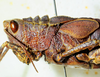 CollectionObject 1498817; d9801811-edea-4dbe-8727-8ee644bd931e: female, head and pronotum, lateral view. (CollectionObject).
