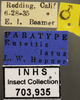 Other on Eutettix (Eutettix) latus Hepner, 1942: Labels. Labels for dorsal, lateral and face images. (Observation).