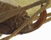 CollectionObject 1529779; 1a6fa9e9-9720-4974-bb58-53bbfbcdba63: female ovipositor (holotype). (CollectionObject).