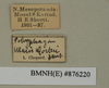 CollectionObject 1572911; fe19bca1-740d-4293-8a9c-124918b71978: Copyright Natural History Museum, London. Labels from non-type (adult male) in BM(NH). (CollectionObject).