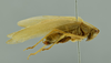 CollectionObject 1532134; 5cfa2292-493d-42b4-be61-ea15a919b562, NMW No. 9968: male habitus, lateral view (holotype). (CollectionObject).