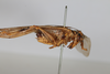CollectionObject 2377037; 99ff1e1a-7b4d-4531-87d6-182d9fd02821: male, lateral view (syntype). (CollectionObject).