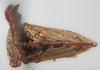 Habitus, dorsal view: !! display not done !! on Anchon brunneus Funkhouser, 1937: (Observation).