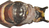 CollectionObject 1563848; 364100f8-9d9e-4eac-89c3-59294458775a: copyright O. Conle. male: end of abdomen, ventral view (paratype), copyright O. Conle. (CollectionObject).;CollectionObject 1563849; b63a34f3-4e4e-47f5-b59c-fa1d1f375f11: copyright O. Conle. male: end of abdomen, ventral view (paratype), copyright O. Conle. (CollectionObject).;CollectionObject 1563850; 72a260c7-dc05-4f24-98d1-642f23082df8: copyright O. Conle. male: end of abdomen, ventral view (paratype), copyright O. Conle. (CollectionObject).