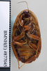 CollectionObject 1573264; d64948f0-cde7-470b-a054-2f4fa346a7a1: Copyright NHM, London. Nymph: dorsal view, non-type. (CollectionObject).