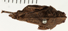 CollectionObject 1529880; NHRS 9354, 85f6fbd2-dd92-4107-94fd-0b082eba6321: female, dorsal view (holotype). (CollectionObject).