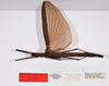 CollectionObject 1561797; 1557770d-b328-452f-9479-2b9e9cd2afe5: copyright ZMHB, Berlin. female, dorsal view (paratype). (CollectionObject).;CollectionObject 1561798; 8f0068fb-8f6e-49cc-8d50-1c4db9ca8308: copyright ZMHB, Berlin. female, dorsal view (paratype). (CollectionObject).