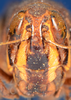CollectionObject 1535848; 1c59940d-b829-46b1-9bf3-8d9c2df4ac33: female, frontal view. (CollectionObject).