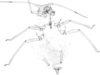 Habitus, dorsal view.: Body of A. urticata. (Observation).