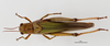 CollectionObject 1588721; 2df1c74e-f197-4dda-a1da-e363465944b0: female, dorsal view. (CollectionObject).
