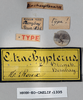 CollectionObject 1540643; cd224113-b999-427a-992b-ba0f431bc164: female, labels (syntype). (CollectionObject).