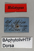 CollectionObject 1501053; be7baf93-ffb1-4584-b3bf-c00196af1936, DORSA BAphytolivHTF: female, labels (holotype). (CollectionObject).