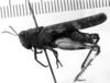 CollectionObject 1567136; d99cf804-b868-48bf-981a-715014fb67cf: Image Carbonell, C.S. female, lateral view. (CollectionObject).