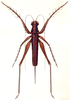 Listroscelis armata Serville, 1831: Pl. 11, Fig. 1. female. (Otu).
