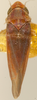 Habitus, dorsal view on Erythridula brundusa (Robinson, 1924): Habitus (holotype, KSEM collection). (Observation).