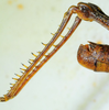CollectionObject 1498818; 2da30b4f-c860-4267-8220-dc97688621d0: 2012. male, hind tibiae, lateral view. (CollectionObject).