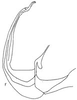 Aedeagus, lateral view: !! display not done !! on Neodeltocephalus asper Linnavuori, 1959: Aedeagus, lateral view. (Observation).