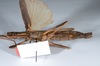 CollectionObject 1561457; bdd46e1a-8c06-4397-bc43-fabaad6d7eba: copyright ANSP. female, ventral view (holotype). (CollectionObject).