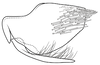 Pygofer, lateral view on Coarctana striata Domahovski & Cavichioli, 2023: Male holotype [DZUP]: pygofer, valve and subgenital plate, lateral view. (Observation).