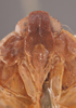 Head: !! display not done !! on Myconus conspersinervis (Stål, 1862): (Observation).