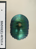 CollectionObject 1552824; NHMUK(SF IMPORT DUPLICATE) BMNH(E) 876514, eb1c8b59-0379-495e-8297-f820766c55e3: Copyright NHM, London. Syntype female of Pseudoglomeris magnifica, dorsal view. (CollectionObject).