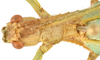 CollectionObject 1589804; a39a13ab-2831-4d71-9684-e78fac396e7f: copyright NHMUK, London. male: head, dorsal view (holotype). (CollectionObject).