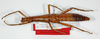 CollectionObject 1562190; 7ec37f18-4fc0-47f8-a8d0-d486ffd955ca: copyright ZMB, Berlin. female (paratype). (CollectionObject).