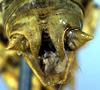 Eremopedes (Eremopedes) ephippiatus (Scudder, 1899): male cerci (holotype?). (Otu).
