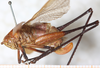 CollectionObject 1566594; NMW 8025, d4122cdb-8f54-45ab-bb7d-3b56e54e0f1a: female, lateral view. (CollectionObject).