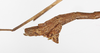 CollectionObject 1562376; c59e0431-7b6b-4432-92d1-83604d029f8a: copyright MNHU, Berlin. male: end of abdomen, lateral view (holotype). (CollectionObject).